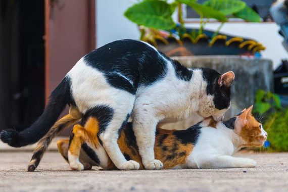 Reproduction Wiki Encyclopedie Des Chats Fandom Reproduction Wiki Encyclopedie Des Chats Fandom