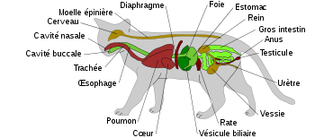 Anatomie Wiki Encyclopedie Des Chats Fandom