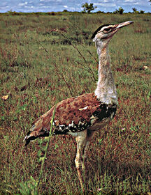 Super-Rare Bird.jpg