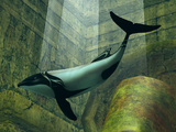 Commerson's Dolphin Partner