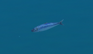 A single Japanese sardine from EO1.