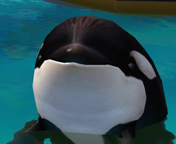 Orca Partner Scars 2.png