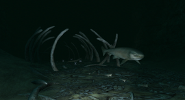 Whalebone Chasm Sixgill