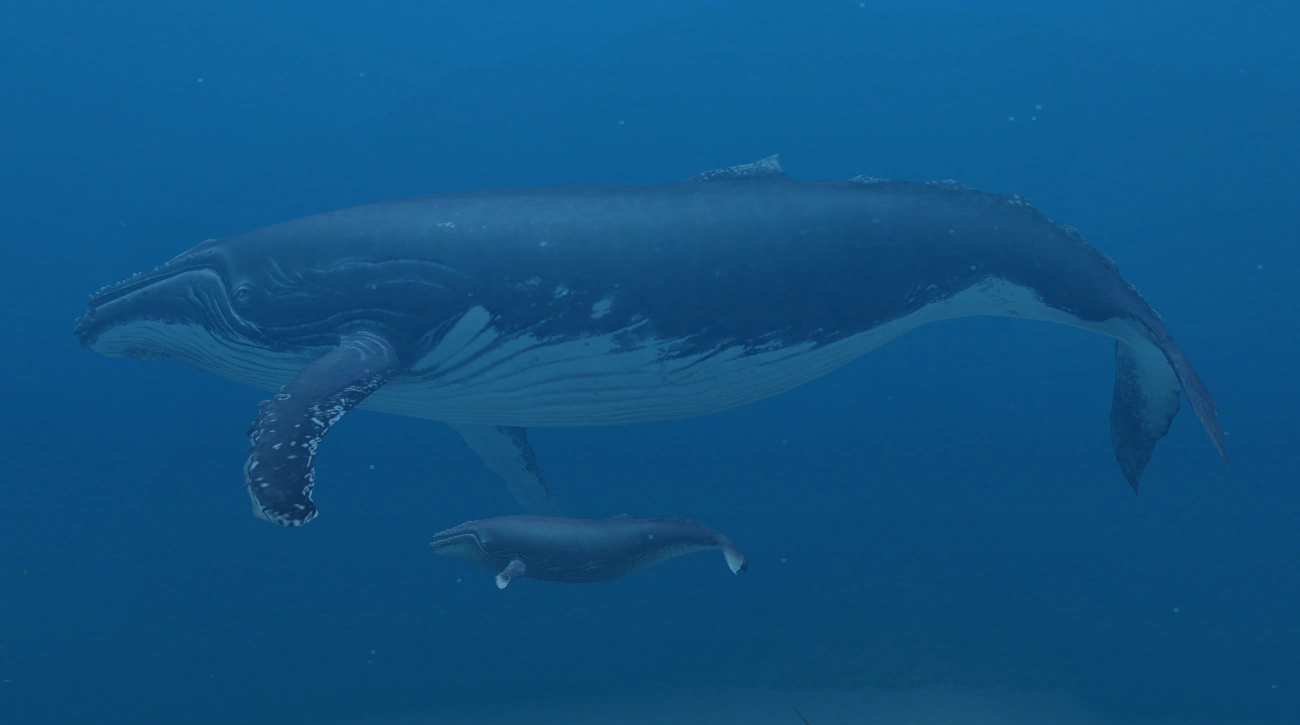Humpback Whale | Endless Ocean Wiki | Fandom