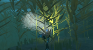 Kelp Forest