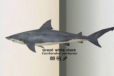 https://static.wikia.nocookie.net/endlessocean/images/0/0b/Great_White_Shark_E.png/revision/latest/smart/width/386/height/259?cb=20190406190708