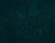 Ammonite fossils inside of the Dome.