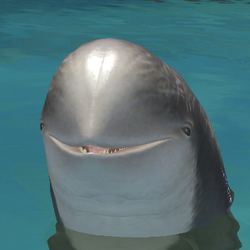 Risso's Dolphin Partner (Face).png