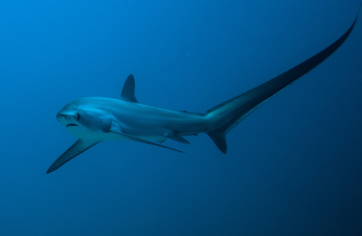 pelagic thresher shark