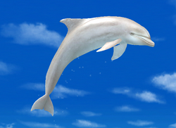 Bottlenose Dolphin Partner | Endless Ocean Wiki | Fandom