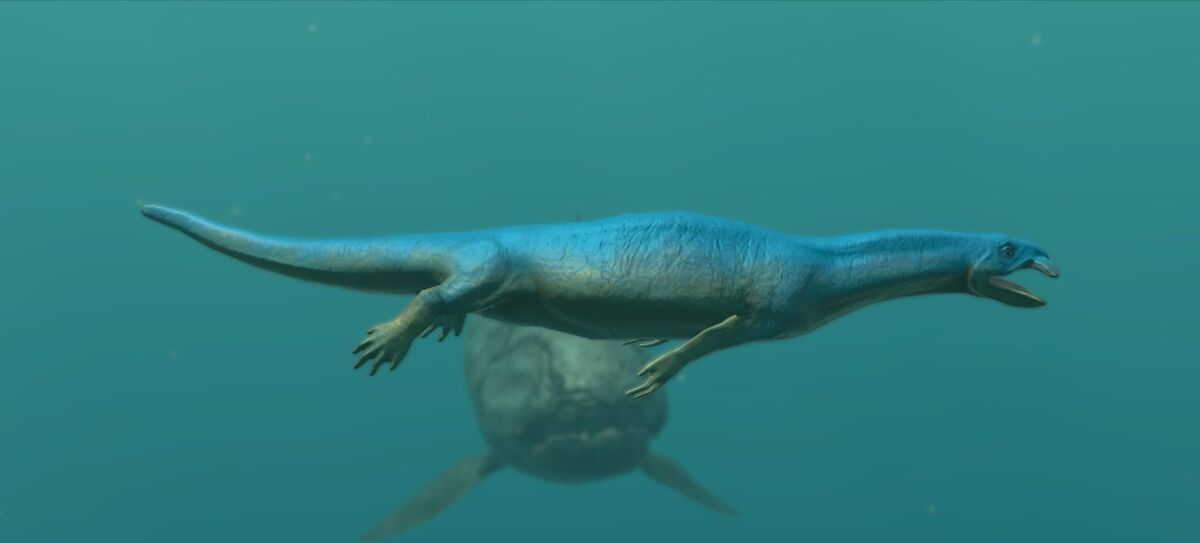 Atopodentatus | Endless Ocean Wiki | Fandom