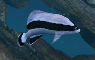 Banded Angelfish (EO1 2)