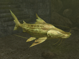 Golden Catfish