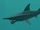 Helicoprion