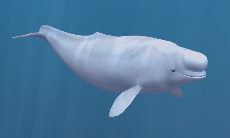 Beluga