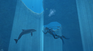 The player attempting to interact with the bottlenose dolphin in Blue Holes.