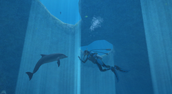 Dolphin Partners | Endless Ocean Wiki | Fandom Dolphin Partners | Endless Ocean Wiki | Fandom