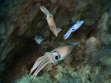 Firefly Squid