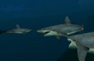 Greatwhitesharks