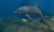 Bottlenose Dolphin 6