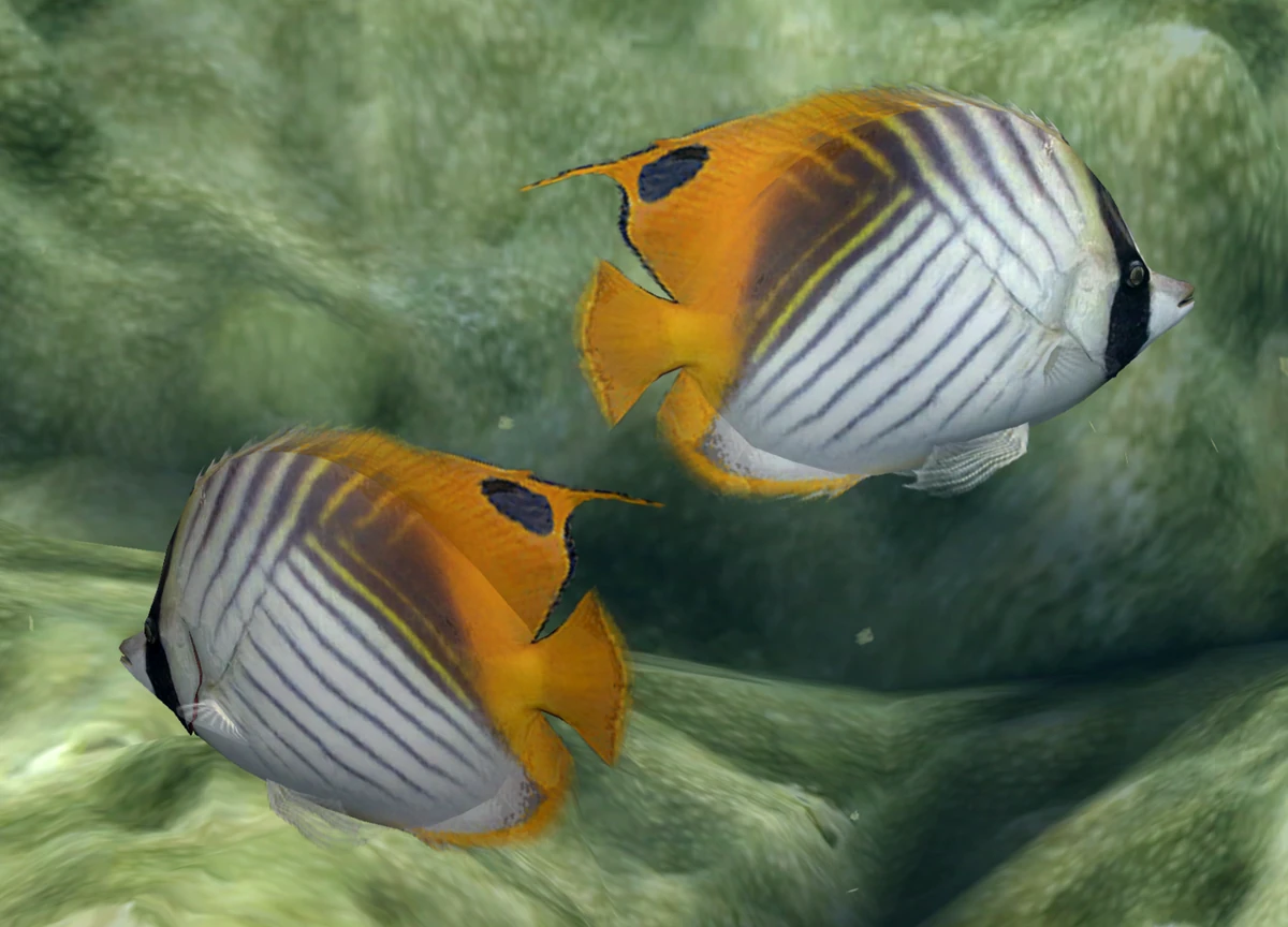 Threadfin Butterflyfish Endless Ocean Wiki Fandom