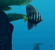 EO2SailfinTang.jpg (13 KB) A sailfin tang, as seen in Endless Ocean 2.