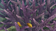 Two yellow boxfish in a purple staghorn coral zoom. These fish do not appear in such zooms in the final game, and the photo lacks the final game's water fog effect.