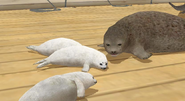 A family of spotted seals on the Gabbiano.