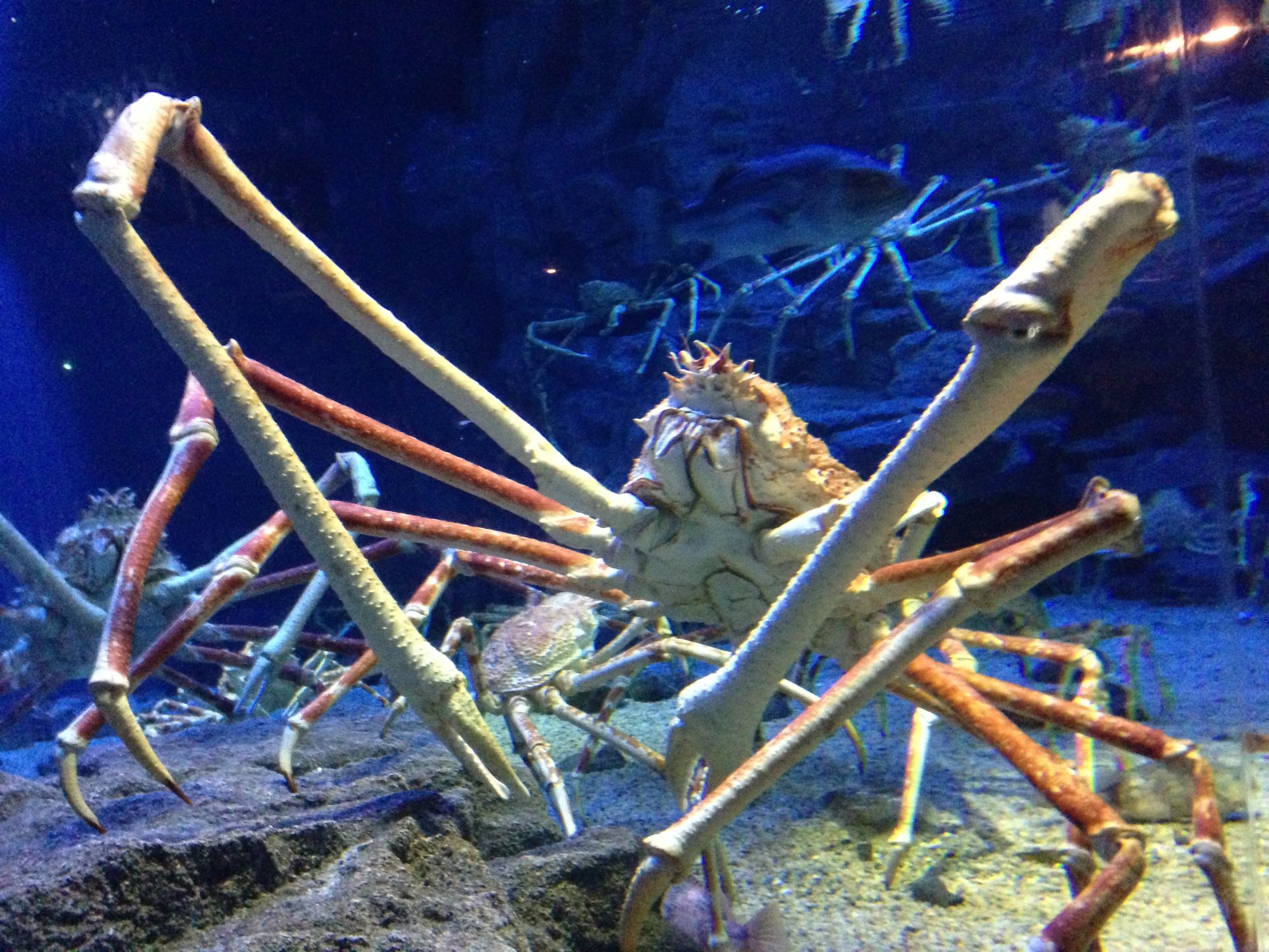 Deep Sea Giant Spider Crab