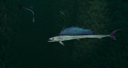 Longnose Lancetfish 3