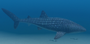 Whale Shark (EO1 3)