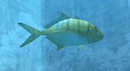 Golden Trevally (EO1 3)