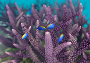 Two Starck's demoiselles in a purple staghorn coral zoom, photographed with the game's camera. Note the lack of fog and impossible camera angle.