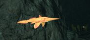 The gold variant of the Pacific spookfish