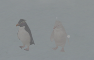 Snowball next to a normal rockhopper penguin.