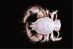 Galatheid Crab | Endless Ocean Wiki | Fandom