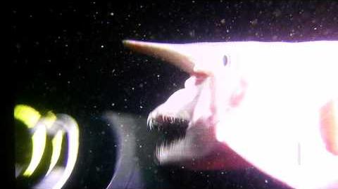 The_Goblin_Shark,_Disturbing_One_of_a_Kind_Footage