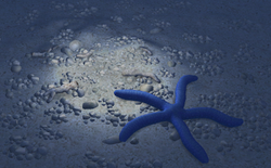 Blue Sea Star - Snorkelverse