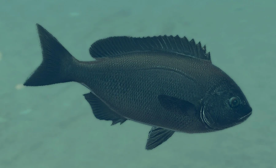 Smallscale Blackfish | Endless Ocean Wiki | Fandom