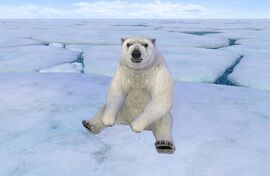 Polarbear