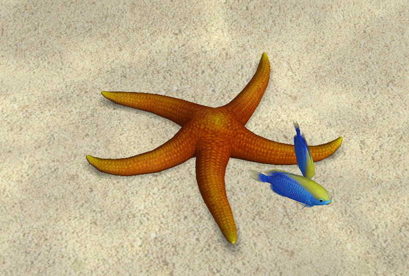 Common starfish - Wikipedia