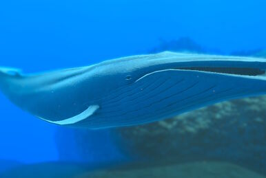 Sperm Whale | Beyond Blue Wiki | Fandom Sperm Whale | Beyond Blue Wiki | Fandom