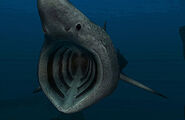 Basking Shark | Endless Ocean Wiki | Fandom