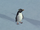 Rockhopper Penguin