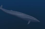 BlueWhale