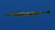 Remora 2