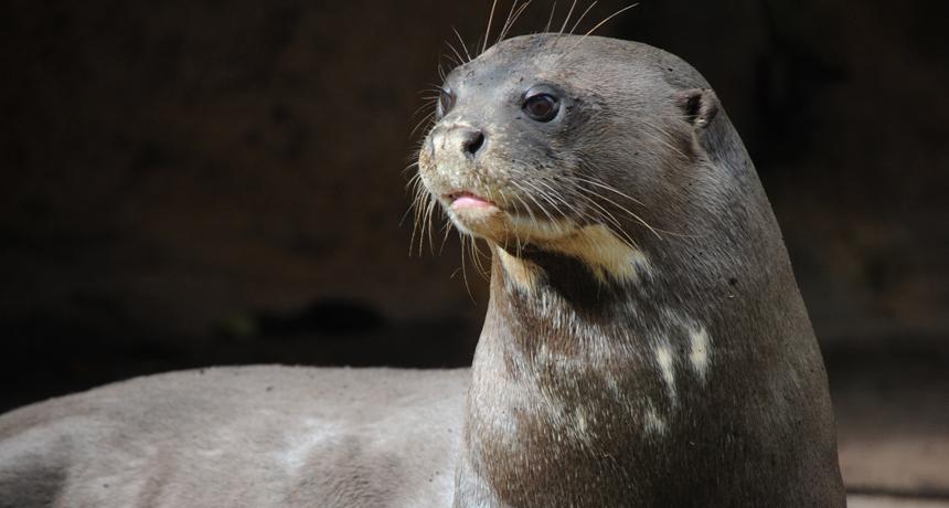 Giant Otter Endless Ocean Wiki Fandom Giant Otter Endless Ocean Wiki Fandom