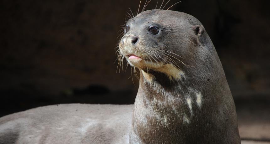 Giant Otter Endless Ocean Wiki Fandom