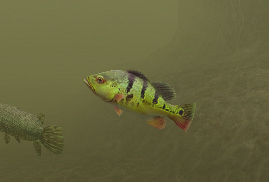 Butterfly Peacock Bass, Endless Ocean Wiki