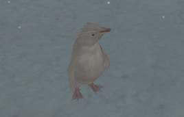 Snowball 1